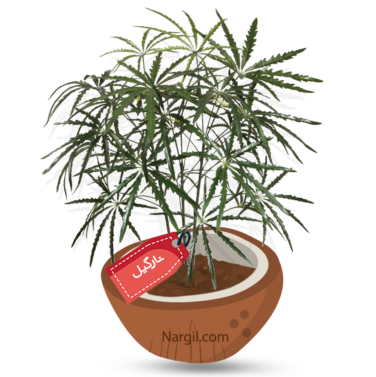  Nargil - False Aralia